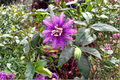 Passiflora Lady Lavender Starter Plug Plants – 2-Pack