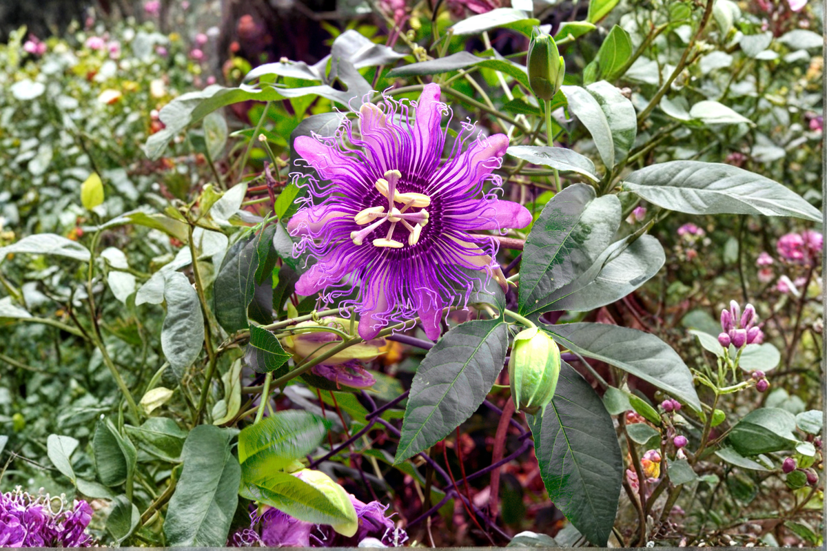 Passiflora Lady Lavender Starter Plug Plants – 2-Pack
