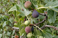 Celeste Fig Tree Live Plant | 4-Year-Old Established Ficus carica ‘Celeste’