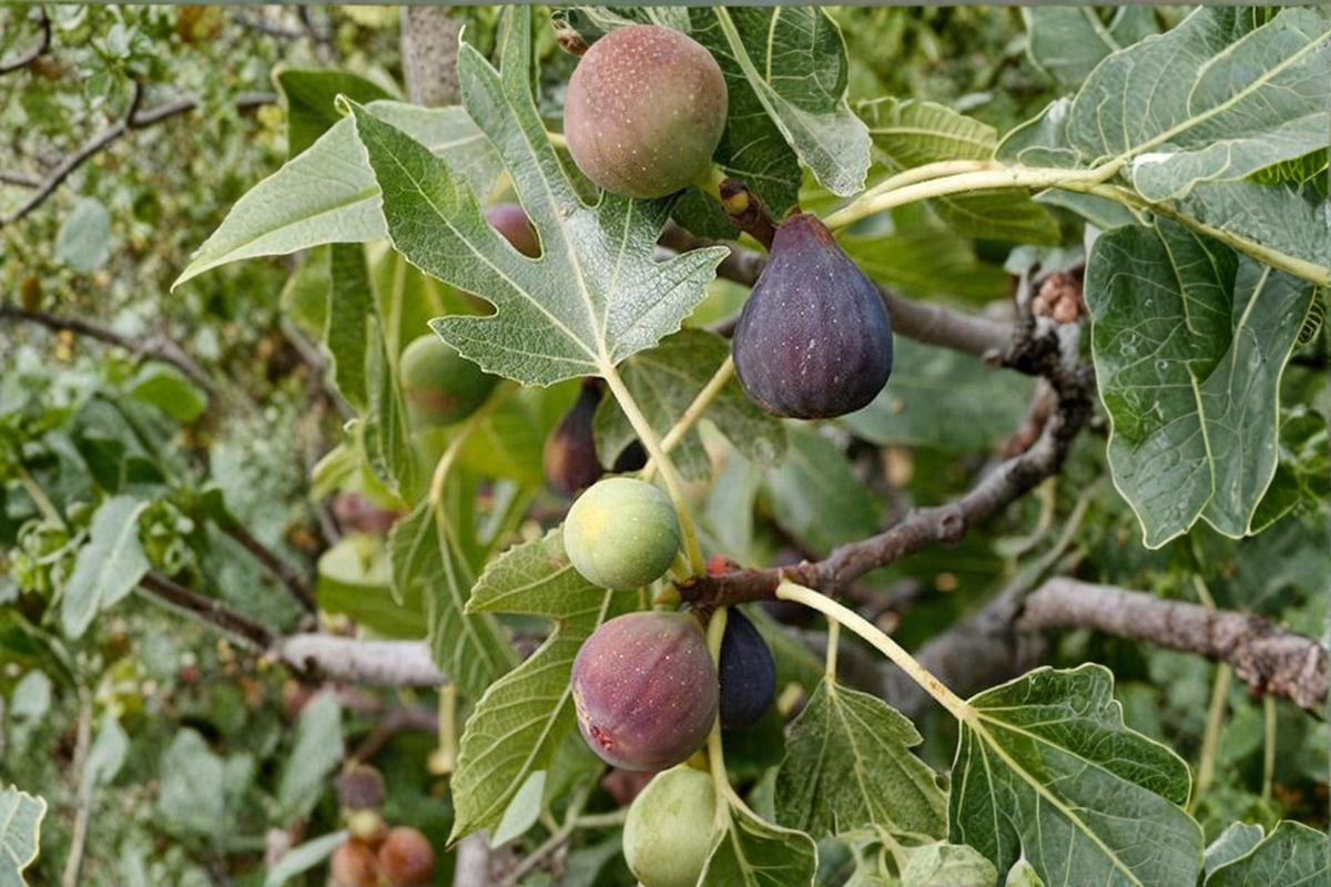 Celeste Fig Tree Live Plant | 4-Year-Old Established Ficus carica ‘Celeste’