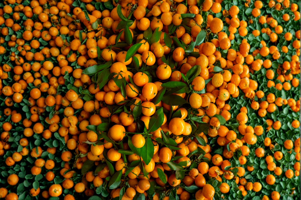 Shiranui Mandarin Live Citrus Tree - 3–4 Ft tall in 4x4x14 Nursery Pot, No CA Ship