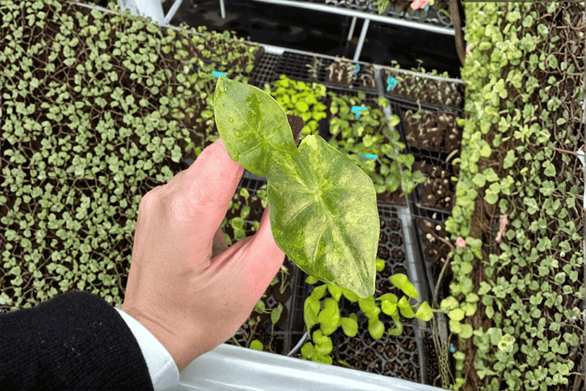 Alocasia Portora Aurea Starter Plants (2) – Bare Root, Variegated Tropical Foliage