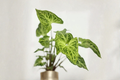 Syngonium Batik (Arrowhead Plant) - 4 Inch Rooted Starter in White Variegation