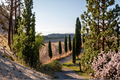Tiny Tower Italian Cypress Live Plant (Cupressus sempervirens 'Tiny Tower')