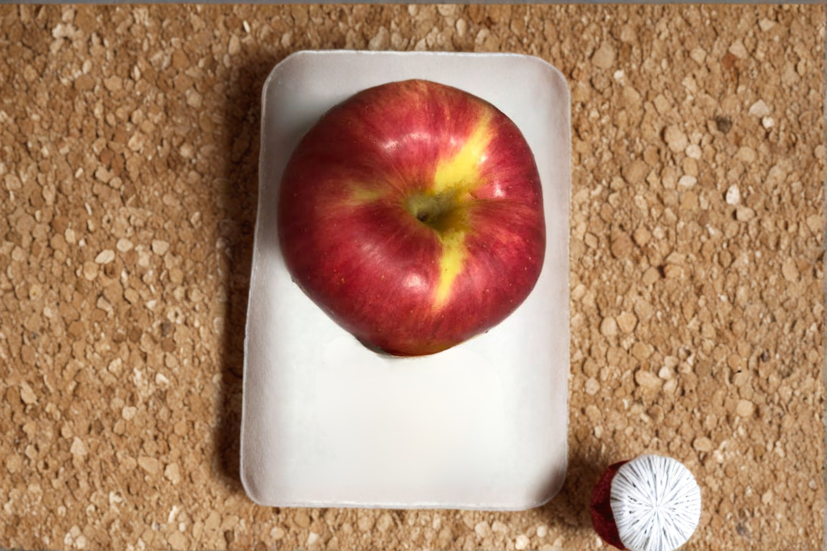 Jumbo Apple Tree Seeds - Open Pollinated Malus domestica, 10 Seeds for Home Orchard