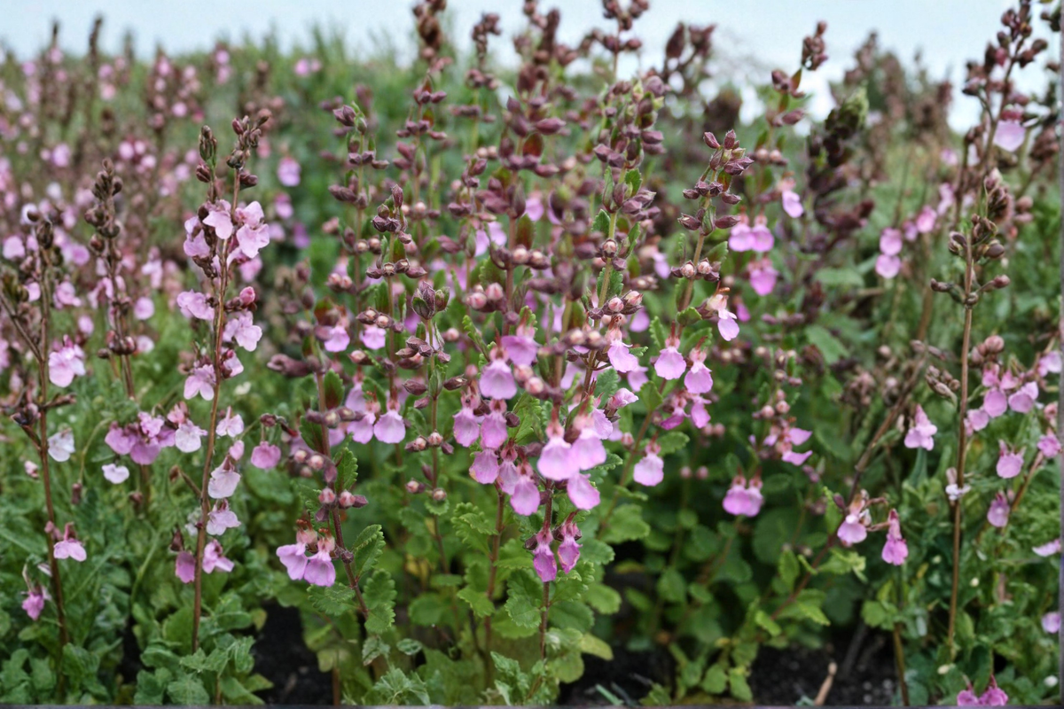 Pineapple Sage Live Plant Salvia elegans Starter Plant | Red Flowers, Full Sun, Pollinator Garden