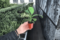 Homalomena 'Selby' Starter Plants (2-Pack) – Bare Root, 2-Inch Pots