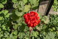 Geranium Calliope Red Cuttings (Pelargonium × hortorum) - 20 Unrooted Live Cuttings