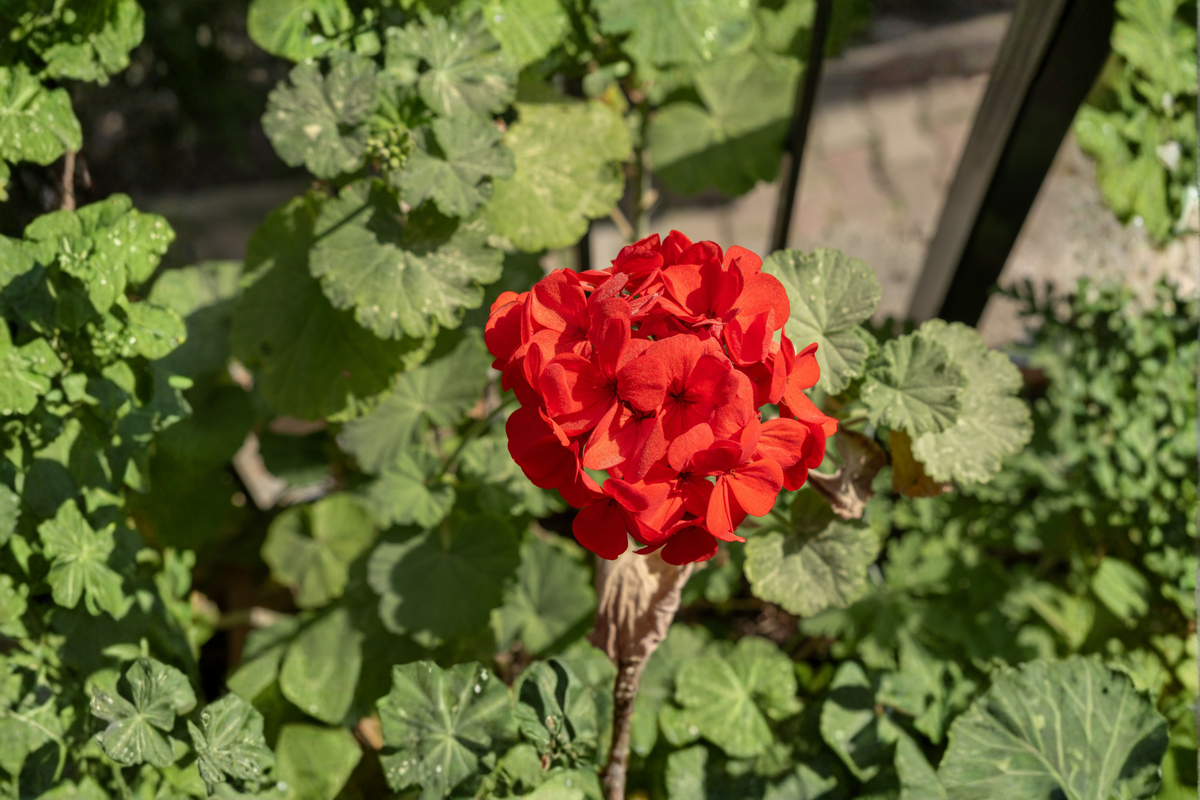 Geranium Calliope Red Cuttings (Pelargonium × hortorum) - 20 Unrooted Live Cuttings