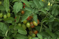 San Marzano Tomato Live Plants – Lot of 2 (6–10" Tall) | Solanum lycopersicum