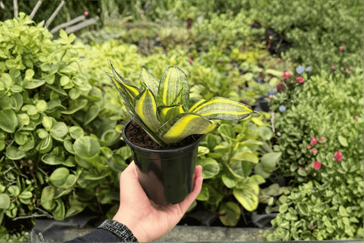 Sansevieria Spiral Star 2 Live Plants in 4-Inch Pots | Snake Plant
