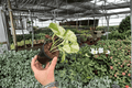 Manjula Pothos (Epipremnum aureum) - 2 Bare-Root Live Plants, 4-Inch Nursery Pot Grown