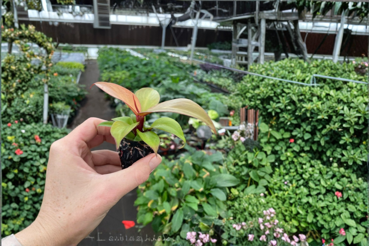 Philodendron Cherry Red Starter Plants (2) — Bare Root in Soil Pods