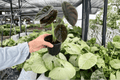 Alocasia cuprea ‘Red Secret’ - 2 Exact Live Plants in 4-Inch Pots