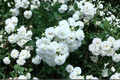 White Drift Groundcover Rose Live Plant – Rosa 'White Drift' (1-Quart Grow Bag)
