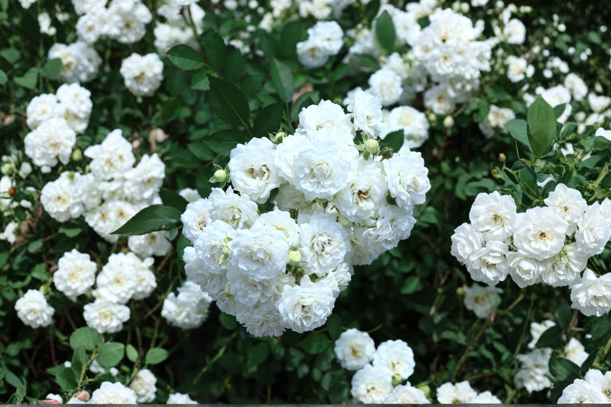 White Drift Groundcover Rose Live Plant – Rosa 'White Drift' (1-Quart Grow Bag)