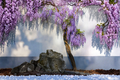 2 Rooted Live Wisteria Plants - Bare Root, No Pot