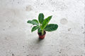 Calathea Zebrina Zebra Plant - Fully Rooted Starter Living Plant