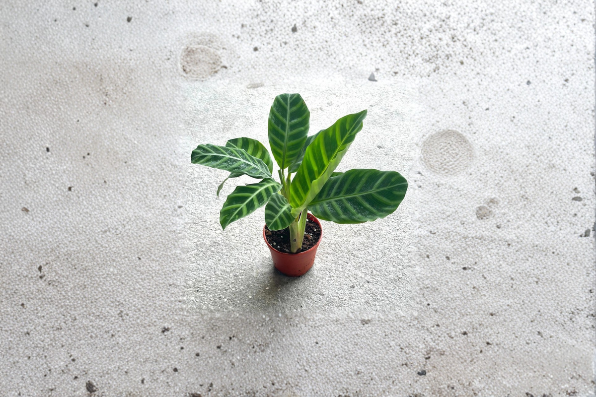 Calathea Zebrina Zebra Plant - Fully Rooted Starter Living Plant