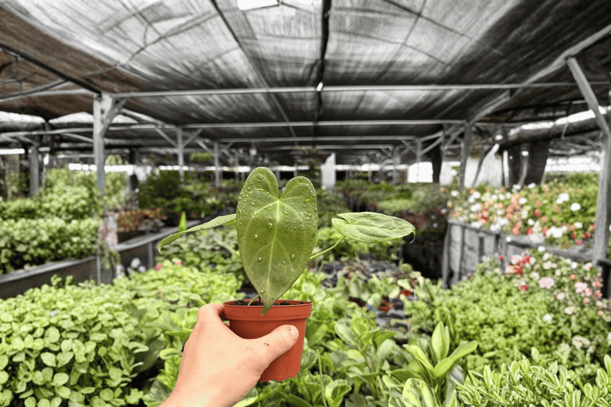 Anthurium Xone 2 Live Plants in 4-Inch Pots | Shipped Potted