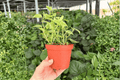 Variegated Cupid Peperomia (Peperomia scandens ‘Variegata’) – 2 Live Plants in 4-Inch Pots