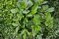 Mother of Thousands Kalanchoe daigremontiana Live Plants - 4 Pack (3.5" tall) - Organic