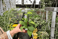 Hoya pottsii Live Plants - 2 in 4-Inch Pots | Tropical Vining Houseplants