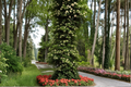 Climbing Hydrangea (Hydrangea anomala subsp. petiolaris) - 4in Live Plant