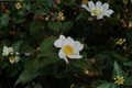 Winter’s Star White Camellia Live Plant - 1 Gallon Pot, Evergreen Shrub