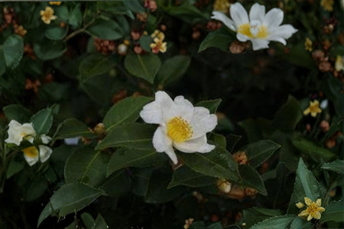Winter’s Star White Camellia Live Plant - 1 Gallon Pot, Evergreen Shrub
