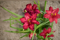 Double Pardon Me Daylily Bare Root Plant | Red Double Bloom, Hemerocallis