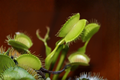 Giant Trap Venus Flytrap Live Plant - 2-Inch Pot (Dionaea muscipula)