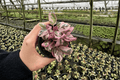 Pink Variegated Purple Waffle Plant Hemigraphis alternata – 2 Live 4-Inch Pots