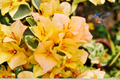 Yellow Bougainvillea Live Plant - 6-Inch Pot with Trellis