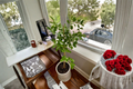 Thornless Key Lime Tree - Grafted Fruiting-Age Citrus (Citrus aurantiifolia) Live Plant