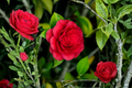 Black Tie Camellia Japonica Starter Plant | 1 Well-Rooted Live Camellia japonica 'Black Tie' in Pot