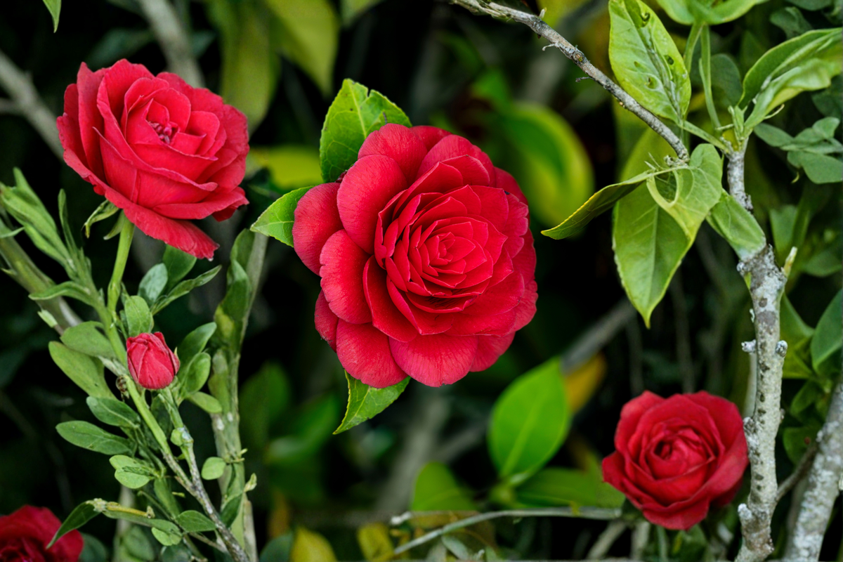 Black Tie Camellia Japonica Starter Plant | 1 Well-Rooted Live Camellia japonica 'Black Tie' in Pot