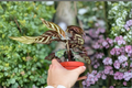 Calathea Makoyana Peacock Plant - Rooted Starter Live Plant