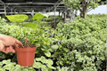 Anthurium Hoffmannii x Green Mamba 2 Live Plants in 4-Inch Pots