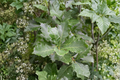 Swamp White Oak (Quercus bicolor) - 1 Gallon Live Native Shade Tree