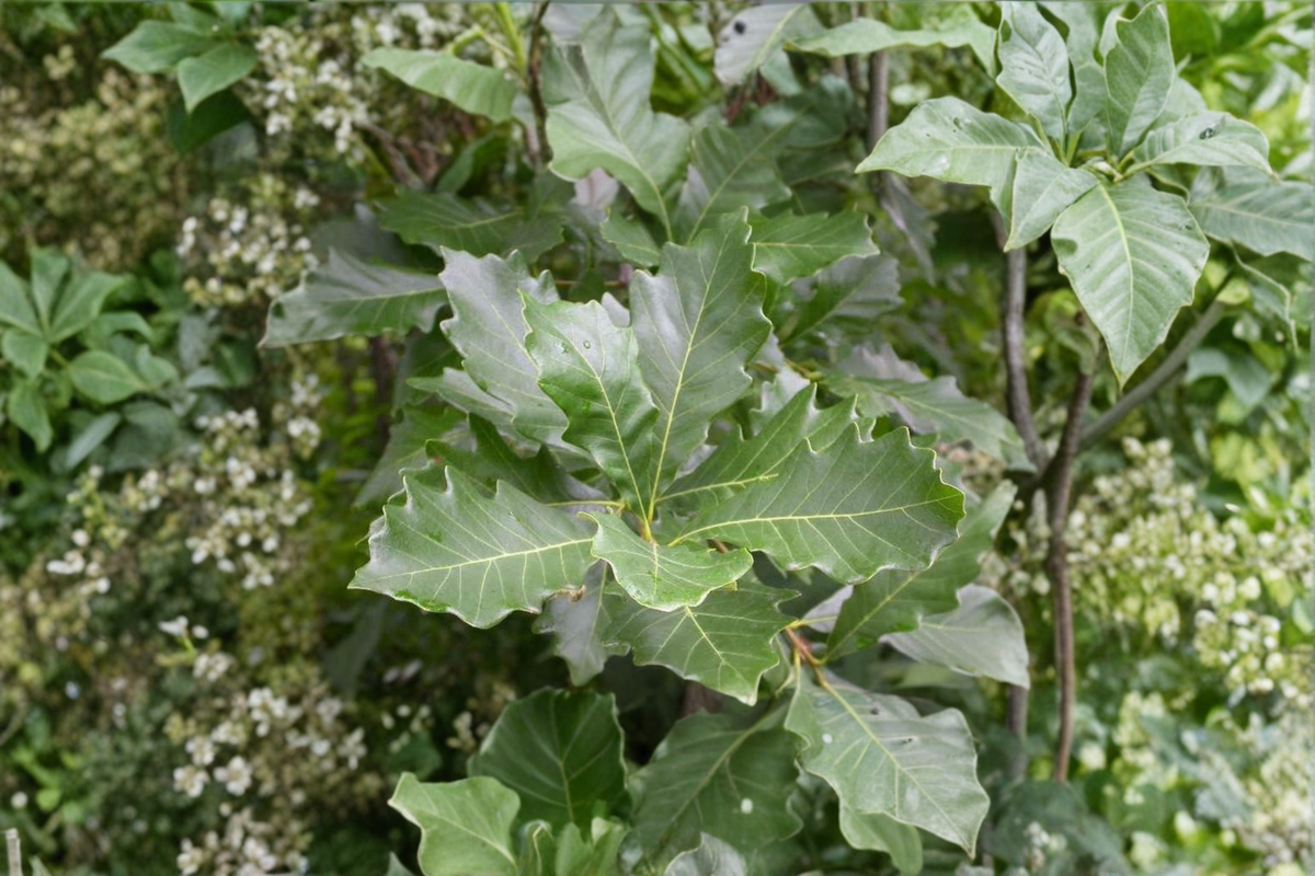 Swamp White Oak (Quercus bicolor) - 1 Gallon Live Native Shade Tree