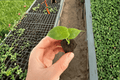 Alocasia 'Lukiwan' Starter Plants (2) Bare Root - Textured Hybrid Aroid