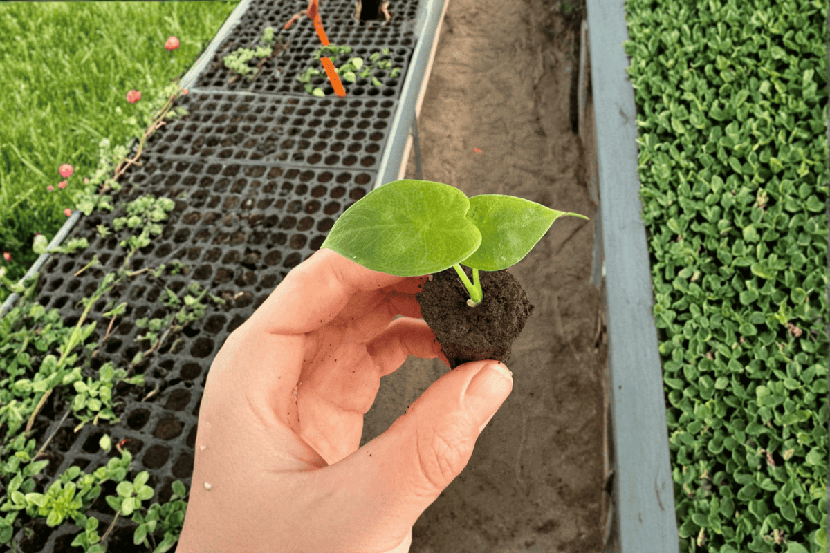 Alocasia 'Lukiwan' Starter Plants (2) Bare Root - Textured Hybrid Aroid