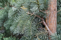 DelBar Cascade Noble Fir Live Plant - Abies procera ‘DelBar Cascade’ 1 Gal, ~10"
