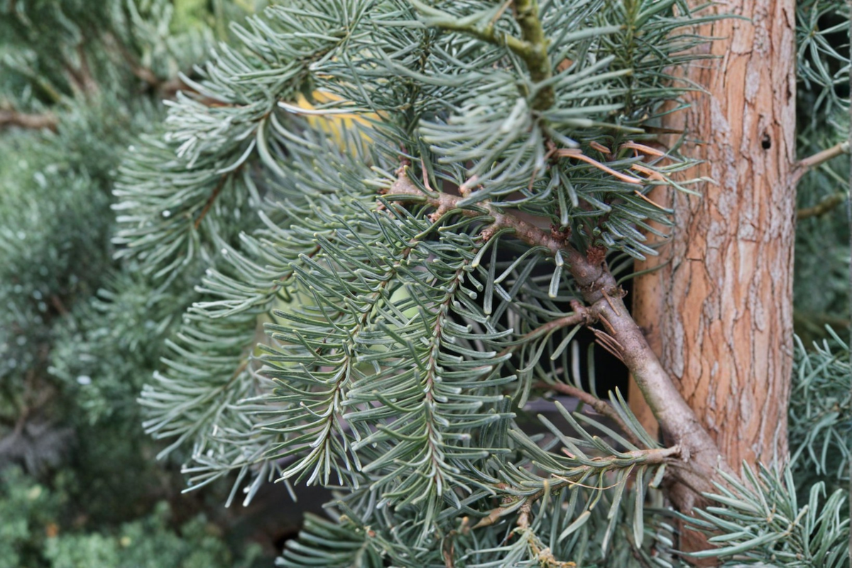 DelBar Cascade Noble Fir Live Plant - Abies procera ‘DelBar Cascade’ 1 Gal, ~10"