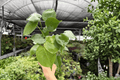 Monstera Deliciosa - 2 Live Plants in 4-Inch Pots (Exact Plants)
