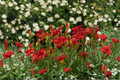 Chicago Apache Daylily Bare Root Plants – 3 Red Blooming Perennial Hemerocallis