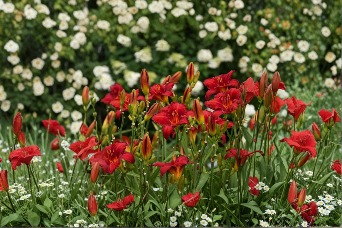 Chicago Apache Daylily Bare Root Plants – 3 Red Blooming Perennial Hemerocallis