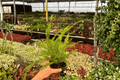Lemon Button Fern (Nephrolepis cordifolia 'Duffii') - 2 Bare Root Plants, 4-Inch Pot Size Not Included