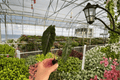 Alocasia Chantrieri Starter Plants (Cuprea × sanderiana) - 2 Live Bare Root